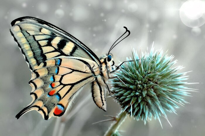 Papier peint  Photo macro d'un impressionnant papillon sur une fleur
