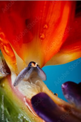 Papier peint  Photo macro de pétales colorés de strelitzia avec des gouttes d'eau sur un fond bleu.