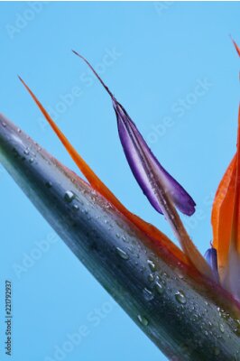 Papier peint  Photo macro de pétales de strelitzia sur fond bleu