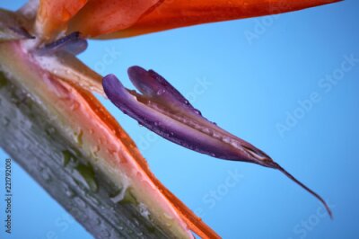 Papier peint  Photo macro de pétales de strelitzia sur fond bleu.