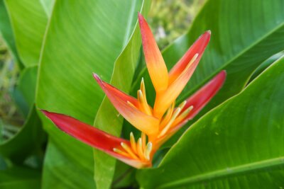 Papier peint  Photo of the bird of paradise flowers or strelitzia in the garden in Chiang Rai, Thailand