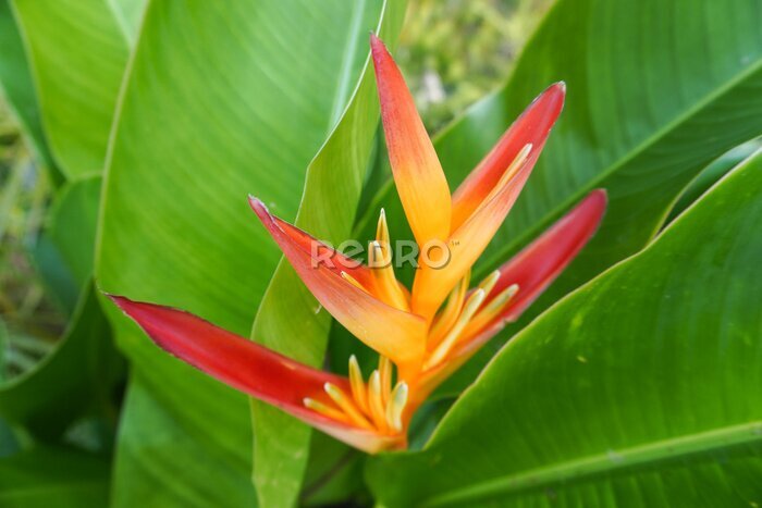 Papier peint  Photo of the bird of paradise flowers or strelitzia in the garden in Chiang Rai, Thailand