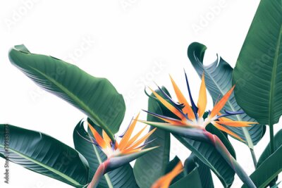 Papier peint  photo of the rare and endangered Strelitzia birds of paradise plant and flower, flawlessly depicted against a clean white background, allowing viewers to appreciate its elegance an