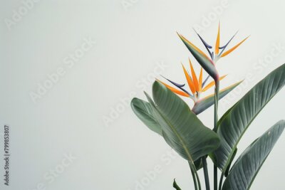 Papier peint  photo of the rare and endangered Strelitzia birds of paradise plant and flower, flawlessly depicted against a clean white background, allowing viewers to appreciate its elegance an