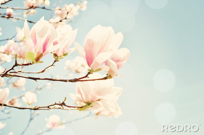 Papier peint  Photo rétro de magnolia