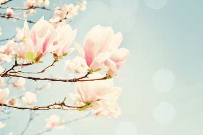 Papier peint  Photo rétro de magnolia