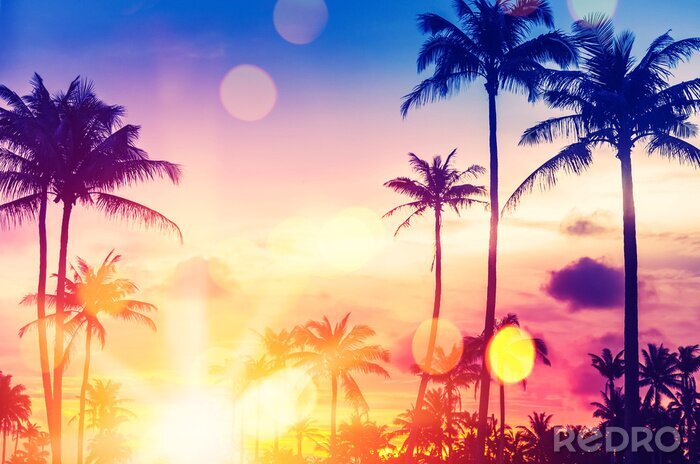 Papier peint  Photo tropicale d'été avec des palmiers