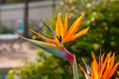 Papier peint  Photograph of a blooming orange Strelitzia flower in a domestic garden. Also known as a Bird of Paradise plant as it resembles the head of a brightly coloured bird in South Africa