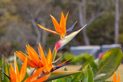 Papier peint  Photograph of a blooming orange Strelitzia flower in a domestic garden. Also known as a Bird of Paradise plant as it resembles the head of a brightly coloured bird in South Africa