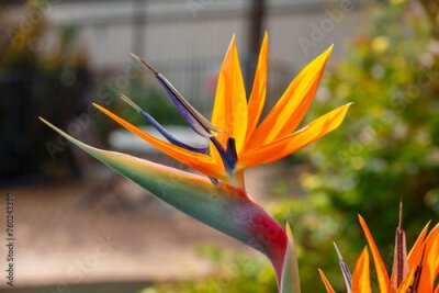 Papier peint  Photograph of a blooming orange Strelitzia flower in a domestic garden. Also known as a Bird of Paradise plant as it resembles the head of a brightly coloured bird in South Africa