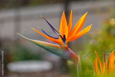 Papier peint  Photograph of a blooming orange Strelitzia flower in a domestic garden. Also known as a Bird of Paradise plant as it resembles the head of a brightly coloured bird in South Africa.
