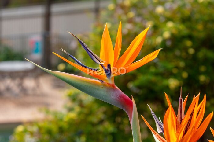 Papier peint  Photograph of a blooming orange Strelitzia flower in a domestic garden. Also known as a Bird of Paradise plant as it resembles the head of a brightly coloured bird in South Africa
