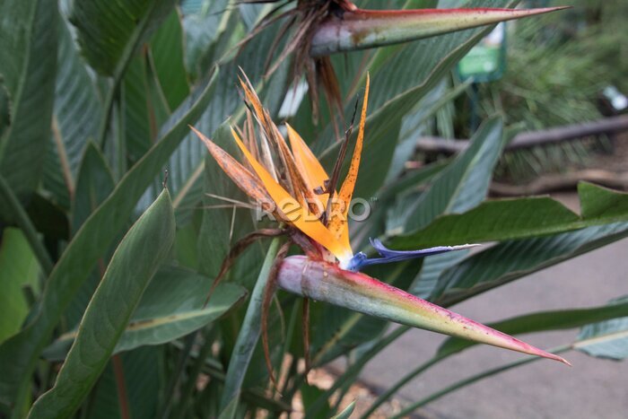 Papier peint  Photograph of a strelitzia reginae