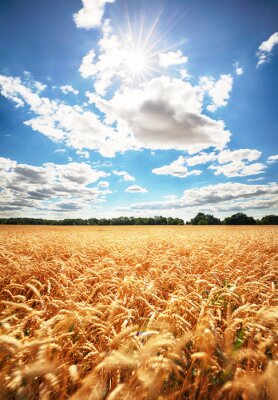 Photographie d'un champ de blé
