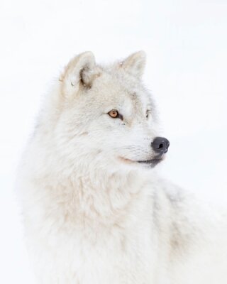 Photographie d'un loup arctique