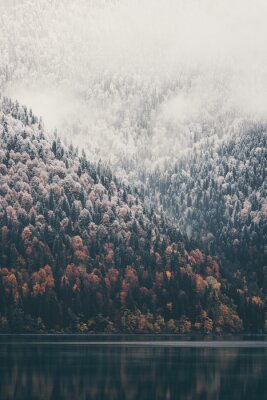 Photographie d'une forêt couverte de neige