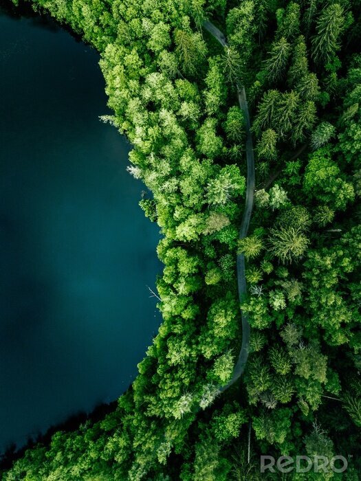 Papier peint  Photographie d'une forêt vue du ciel