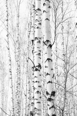 Photographie de bouleaux en noir et blanc