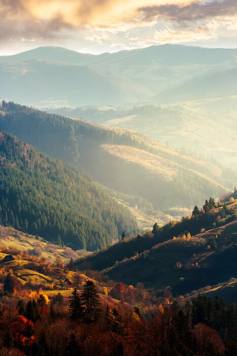 Papier peint  Photographie de forêts en automne