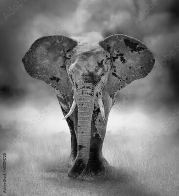 Poster  Photographie en noir et blanc d'un éléphant