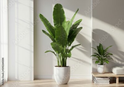 Papier peint  Photorealistic Strelitzia nicolai with large glossy banana leaves in white ceramic pot and minimalist interior