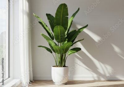 Papier peint  Photorealistic Strelitzia nicolai with large glossy banana leaves in white ceramic pot and minimalist interior