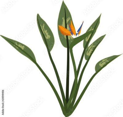 Papier peint  Piante in fiore di Strelitzia reginae o uccello del paradiso