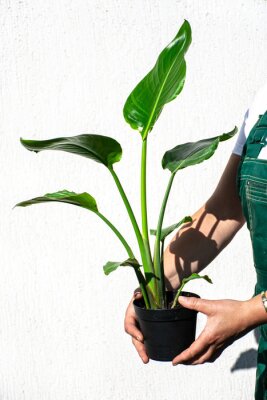 Papier peint  Picture of strelitzia nicolai plant.