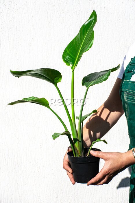 Papier peint  Picture of strelitzia nicolai plant.
