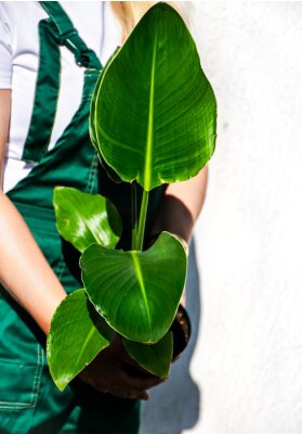 Papier peint  Picture of strelitzia nicolai's leaves.