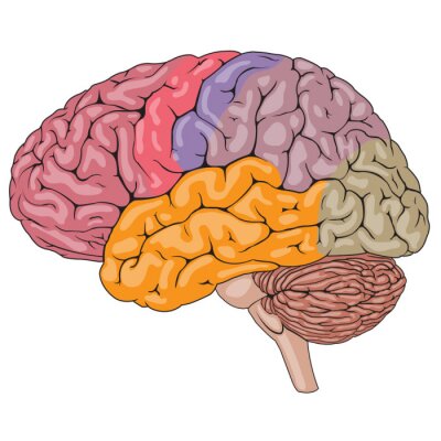 Papier peint  Pièces de cerveau humain