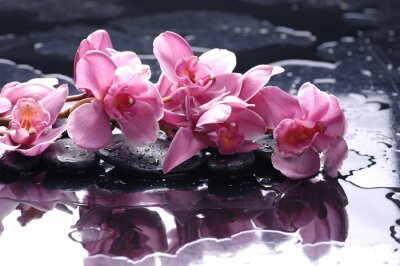 Pierre Zen et orchidée rose avec des gouttes d'eau