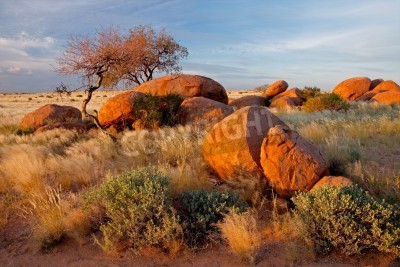 Papier peint  Pierres et plantes du désert
