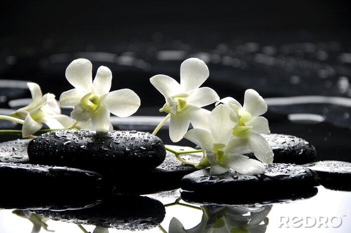 Papier peint  Pierres zen et orchidées blanches avec la réflexion