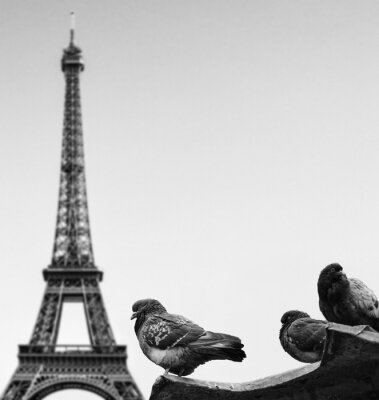 Papier peint  Pigeons contre la tour Eiffel - Paris France