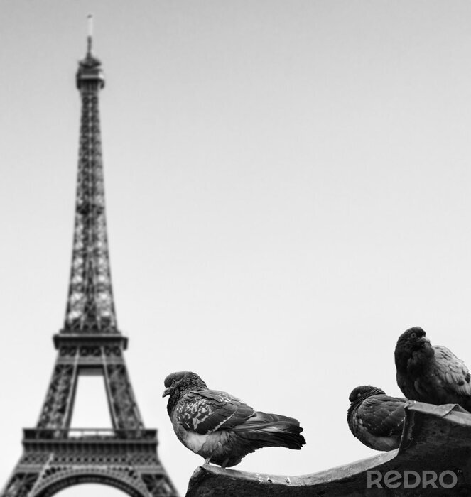 Papier peint  Pigeons contre la tour Eiffel - Paris France