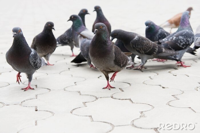 Papier peint  Pigeons sur le trottoir blanc