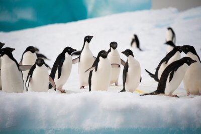 Papier peint  Pingouins marchant sur la neige