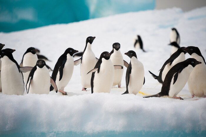 Papier peint  Pingouins marchant sur la neige