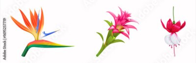 Papier peint  Pink Guzmania, Tropical Strelitzia & Pink Fuchsia Flower Set – Exotic Floral Elements for Design, Decor, and Creative Projects - 1