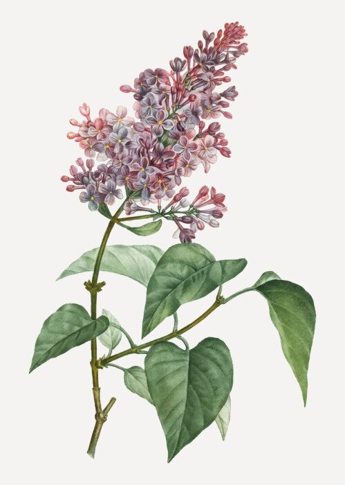 Papier peint  Pink lilac plant