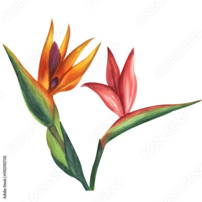 Papier peint  Pink orange strelitzia flower, bird of paradise. Botanical. Jungle, tropical, exotic, foliage. Hand-drawn watercolor illustration isolated on white