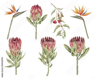 Papier peint  Pink protea tropical flower, eucalyptus branch and strelitzia watercolor illustration set on white background. Template for textile, fabric, wallpaper, card, packaging, party.