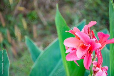 Papier peint  Pink Strelitzia reginae Ait Background green leaves in garden.