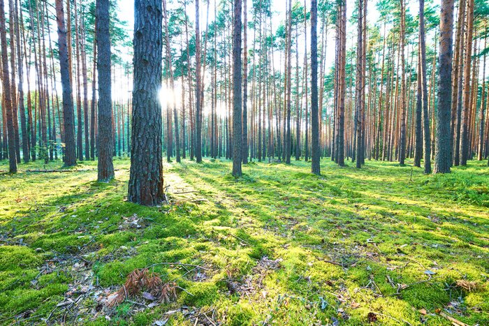 Papier peint  Pins et bouleaux