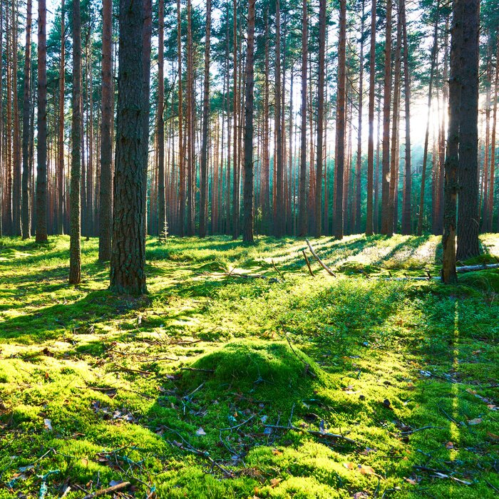 Papier peint  Pins et mousses