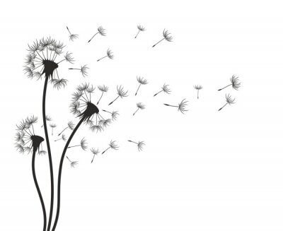 Papier peint  Pissenlit.