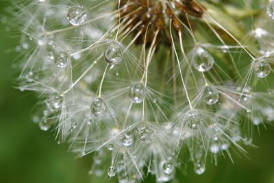 Papier peint  Pissenlit après la pluie