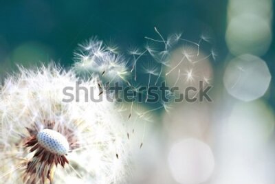 Papier peint  Pissenlit avec graines flottantes