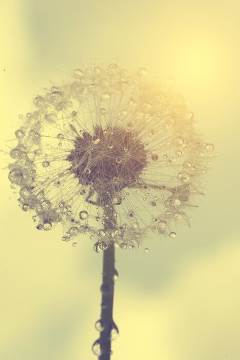 Papier peint  Pissenlit dans le brouillard